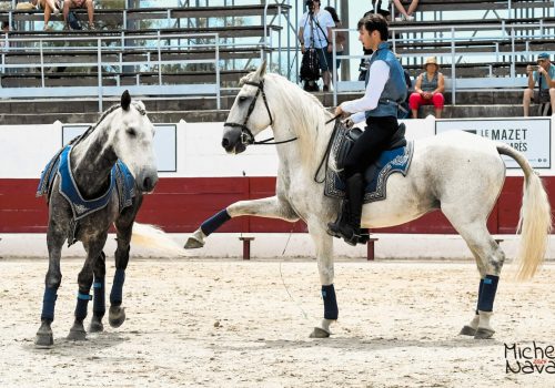 DEMONSTRATION EQUESTRE_Jules Coquerelle__DSC7969