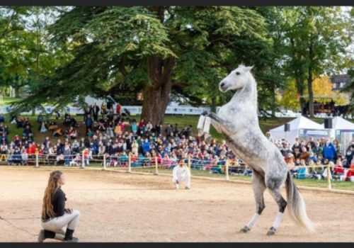 DEMONSTRATION EQUESTRE_Jules Coquerelle_att.GTj3ZjilDdt-ko-8b_AbYlBgFPCeF6-qCEP4mLS-ZgU