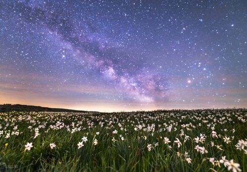 La prairie des étoiles DSC09238-S