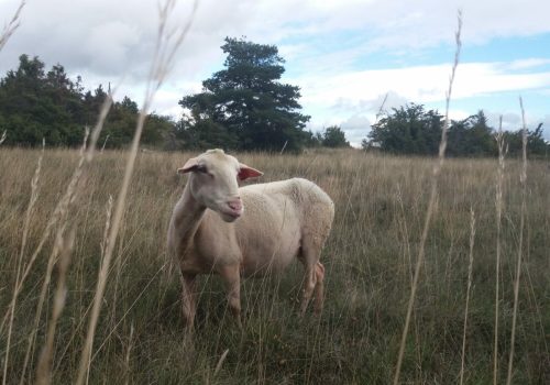 Larzac !_ brebis héroïne 11