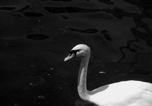 Le chant du cygne@Nima Yeganefar