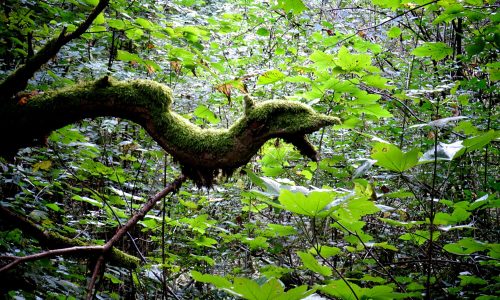 WI CiePernette_Wi-1_©CatherineChaveriat