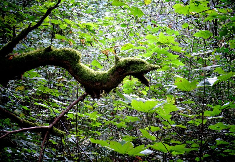 WI CiePernette_Wi-1_©CatherineChaveriat